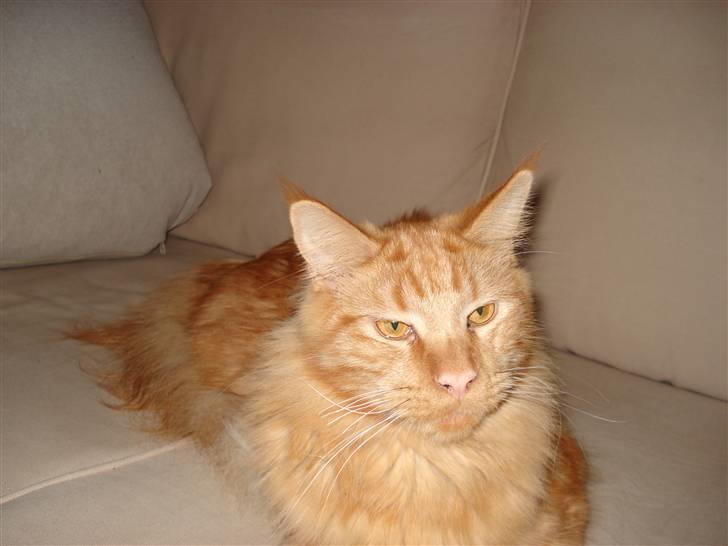 Maine Coon simba  billede 14