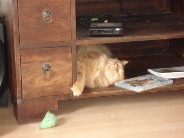 Maine Coon simba  billede 15