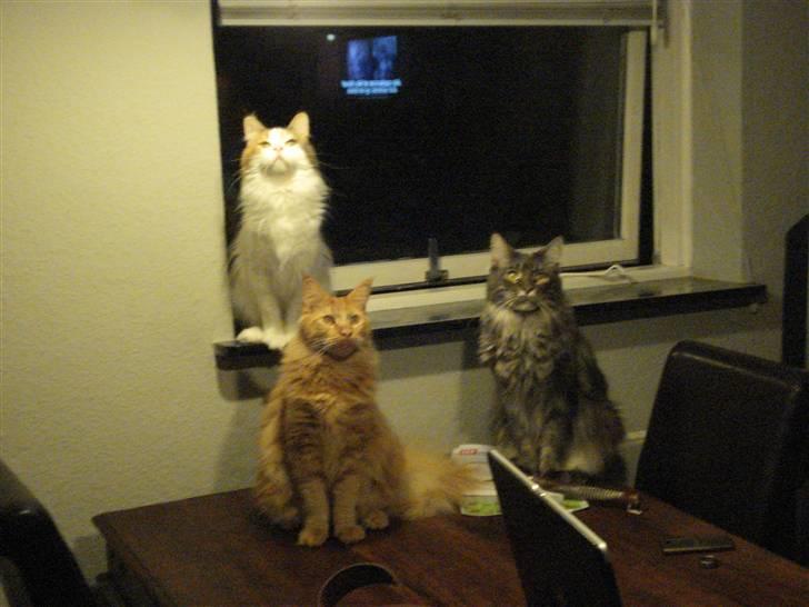 Maine Coon simba  billede 16