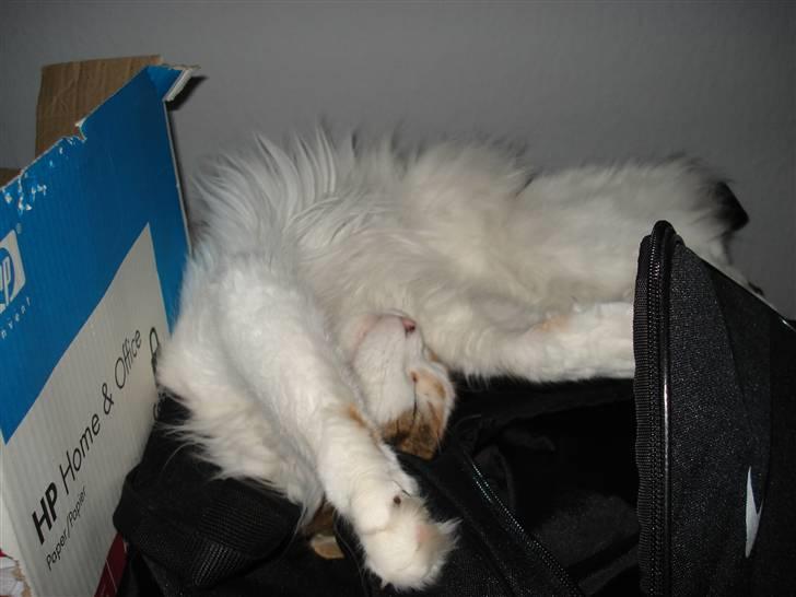 Maine Coon zig zag billede 14