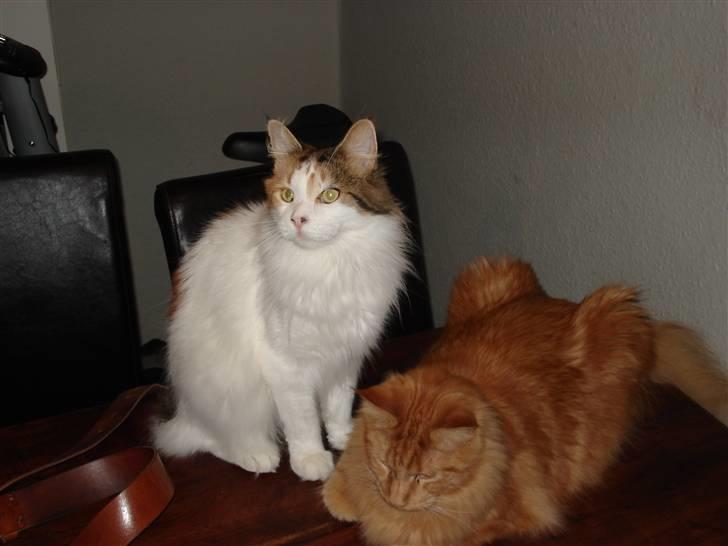 Maine Coon zig zag billede 15