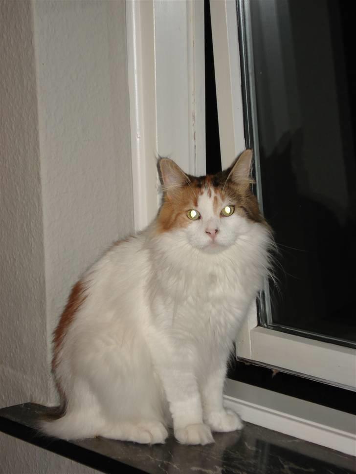 Maine Coon zig zag billede 16