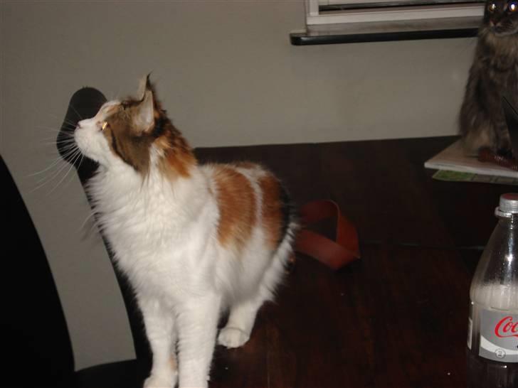 Maine Coon zig zag billede 17