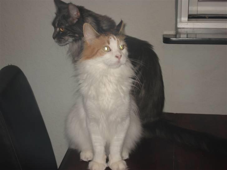 Maine Coon zig zag billede 18