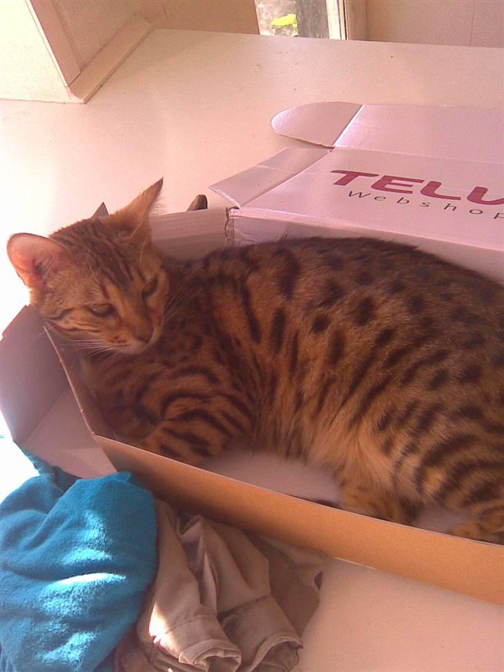 Bengal Kira billede 3