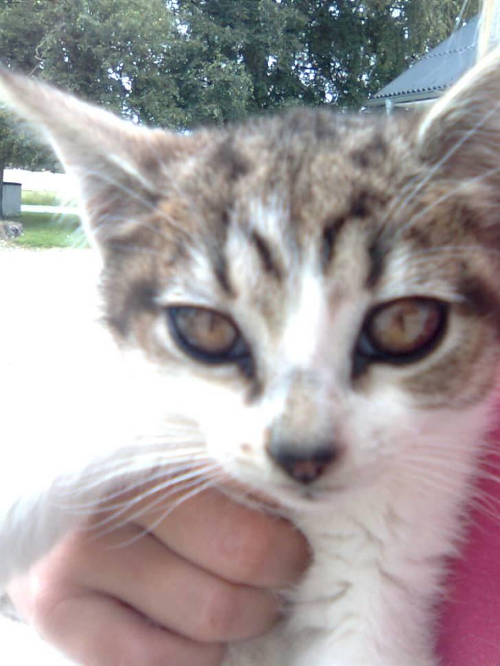 Huskat Nala (knuller) *væk* - kigger lige lidt på dig. billede 1