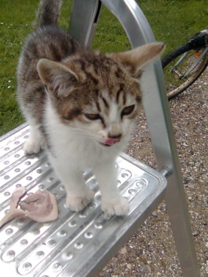 Huskat Nala (knuller) *væk* - står på stigen. billede 2