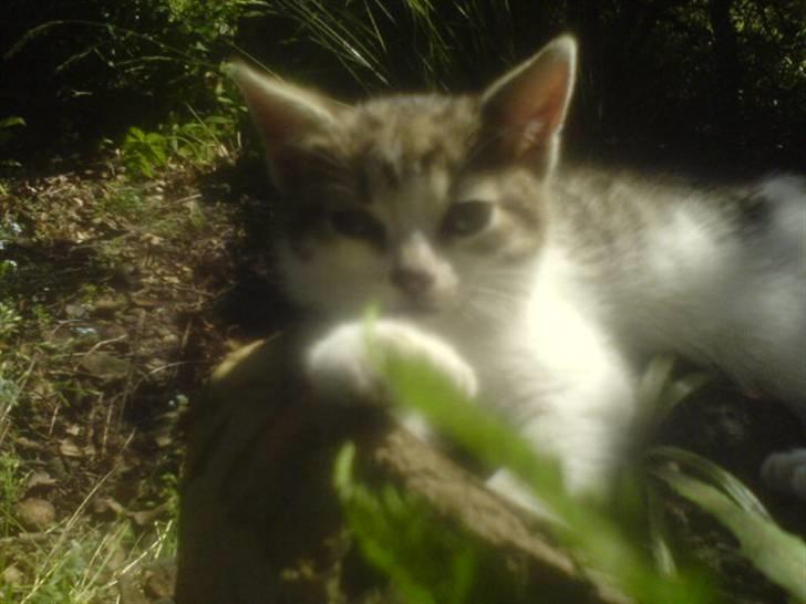 Huskat Nala (knuller) *væk* - er lige blevet træt i varmen. billede 3