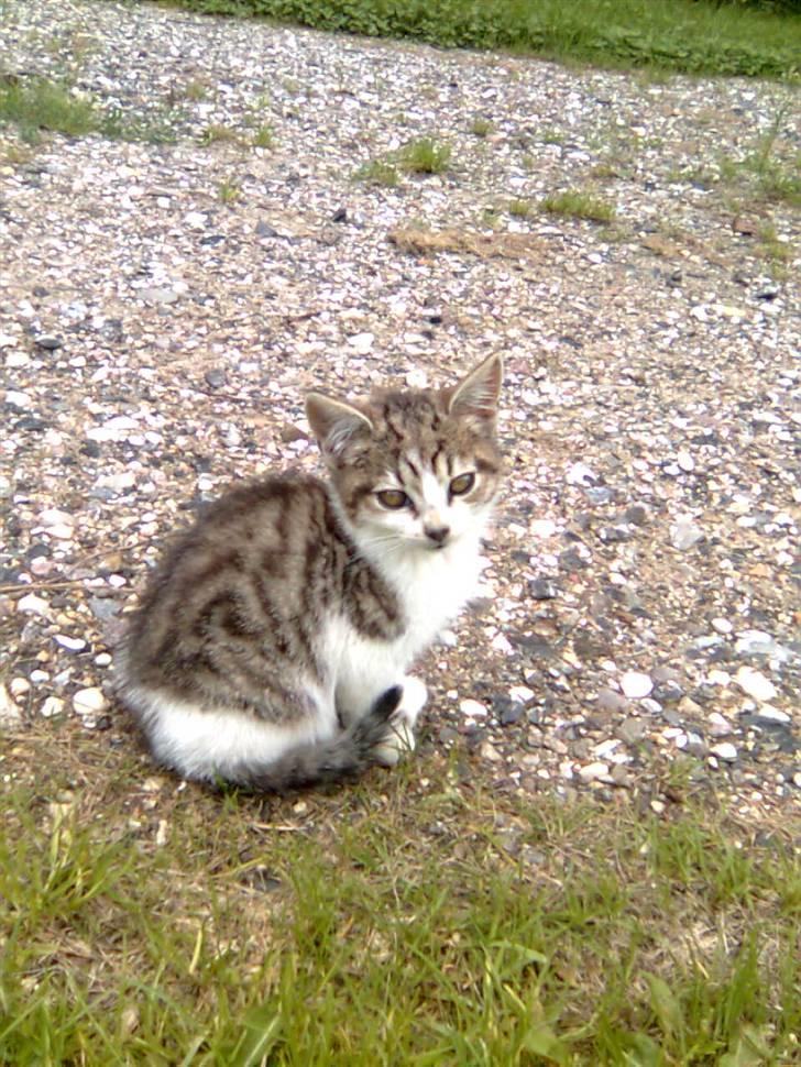 Huskat Nala (knuller) *væk* - sidder lige og kigger. billede 4