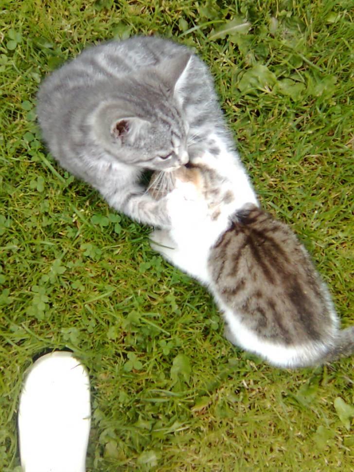 Huskat Nala (knuller) *væk* - leger lige lidt med søster. billede 5