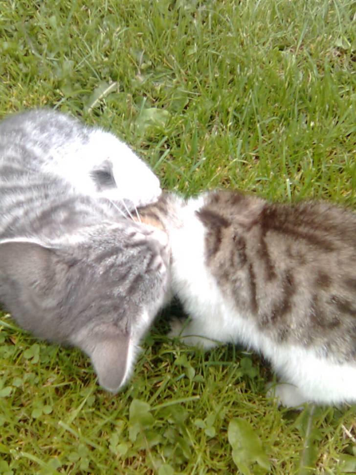 Huskat Nala (knuller) *væk* - leger lige lidt med søster. billede 6