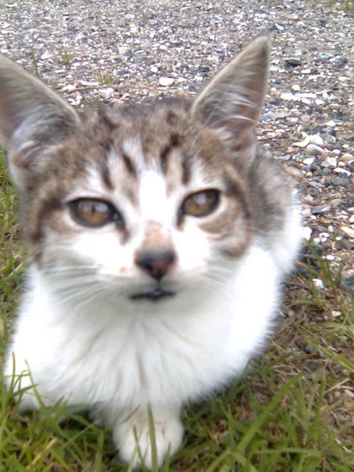 Huskat Nala (knuller) *væk* - kigger lige lidt på dig. billede 7