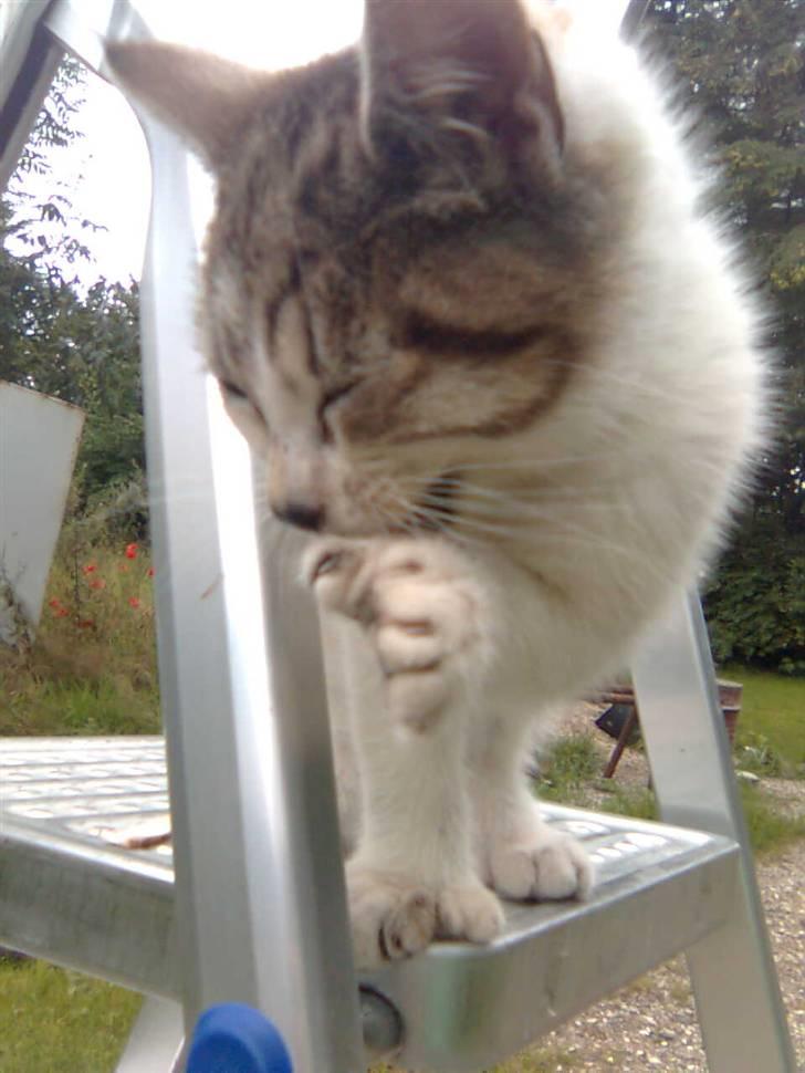 Huskat Nala (knuller) *væk* - hun skal til at vaske sig. billede 8