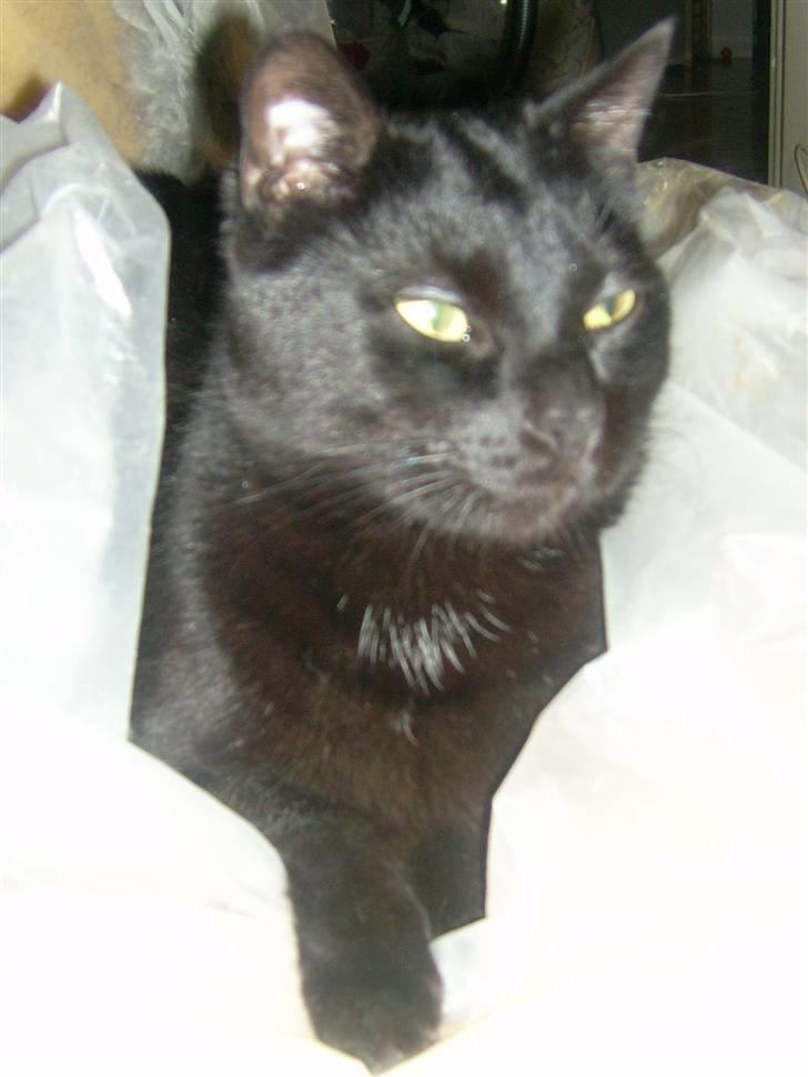 Huskat Miver billede 1