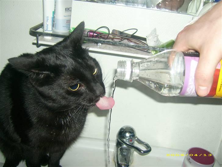 Huskat Miver billede 2