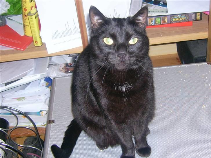 Huskat Miver billede 3