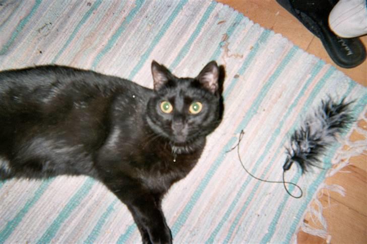 Huskat Miver billede 4