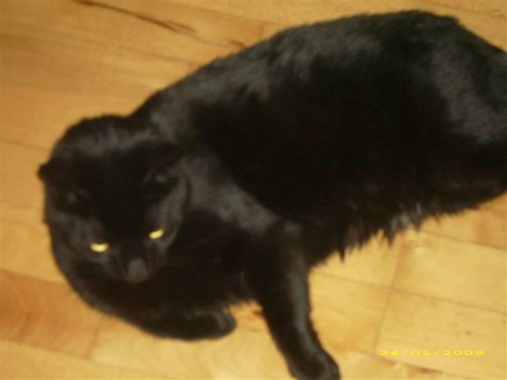 Huskat Miver billede 5