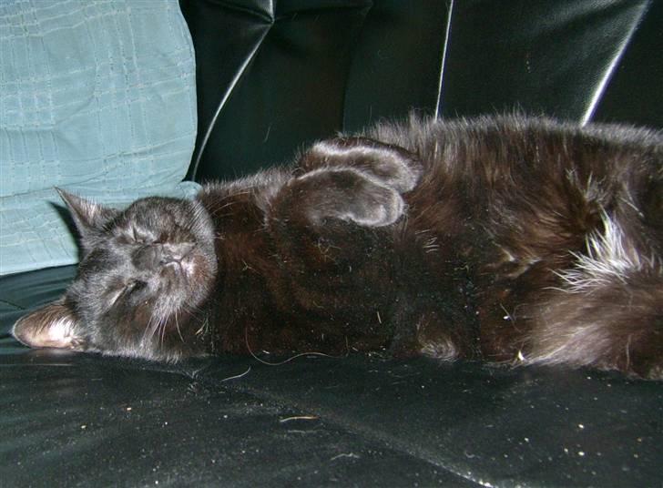 Huskat Miver billede 6