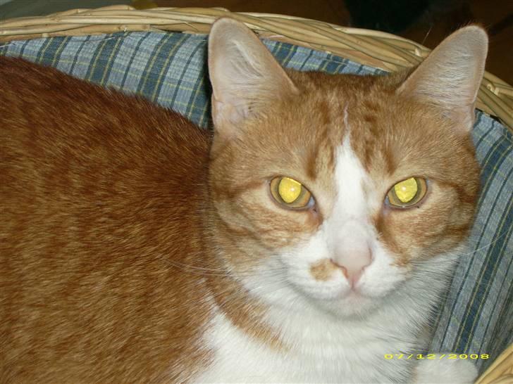 Huskat Garfield billede 1