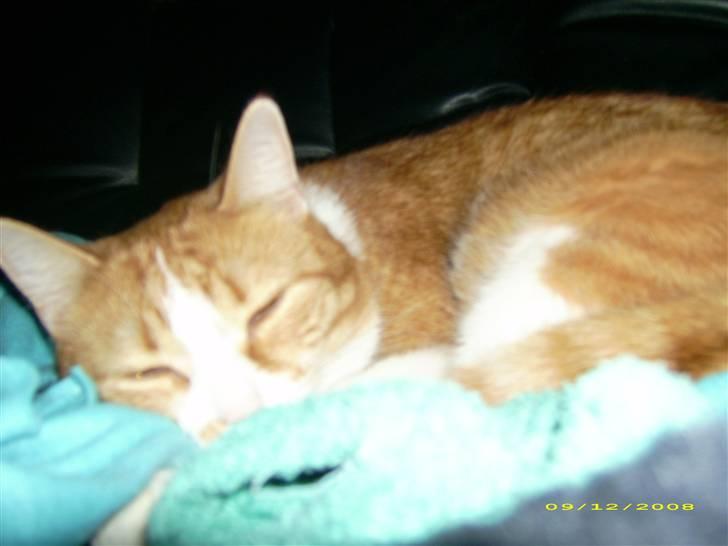 Huskat Garfield billede 2