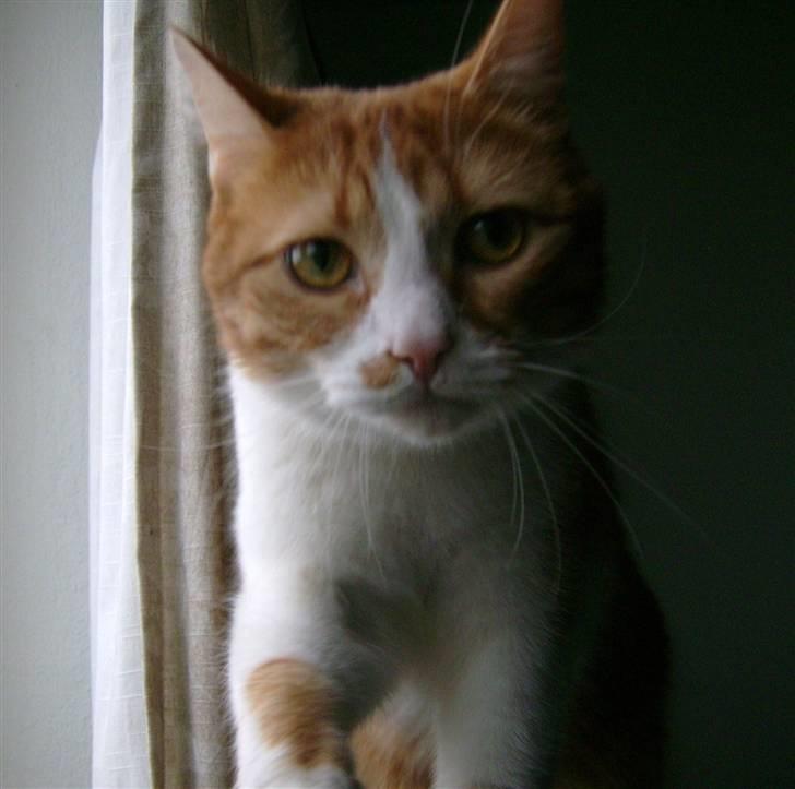 Huskat Garfield billede 3