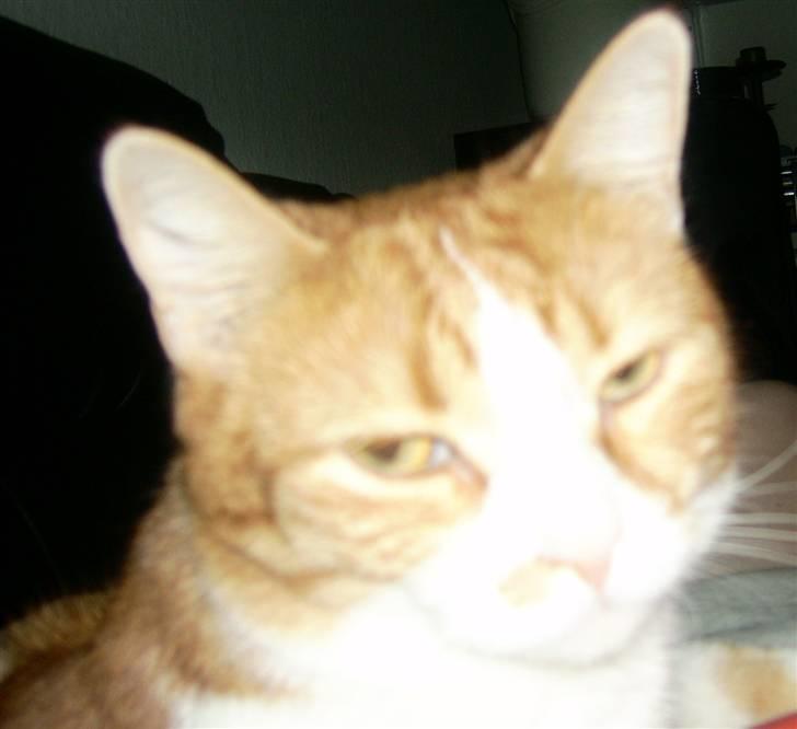 Huskat Garfield billede 4