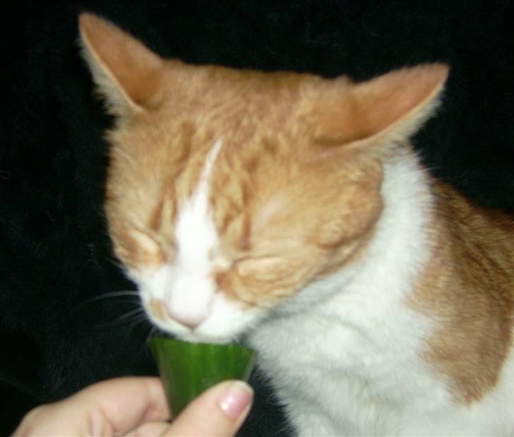 Huskat Garfield billede 5