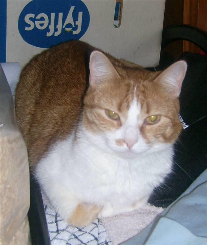 Huskat Garfield billede 6