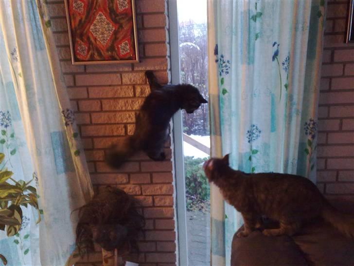 Blanding af racer mille - lige da mille kom hjem til os , var hun meget legesyg . og elske at kravle op og ned af vægen billede 9