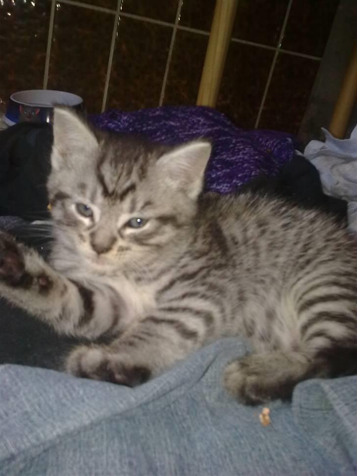 Blanding af racer malte billede 1