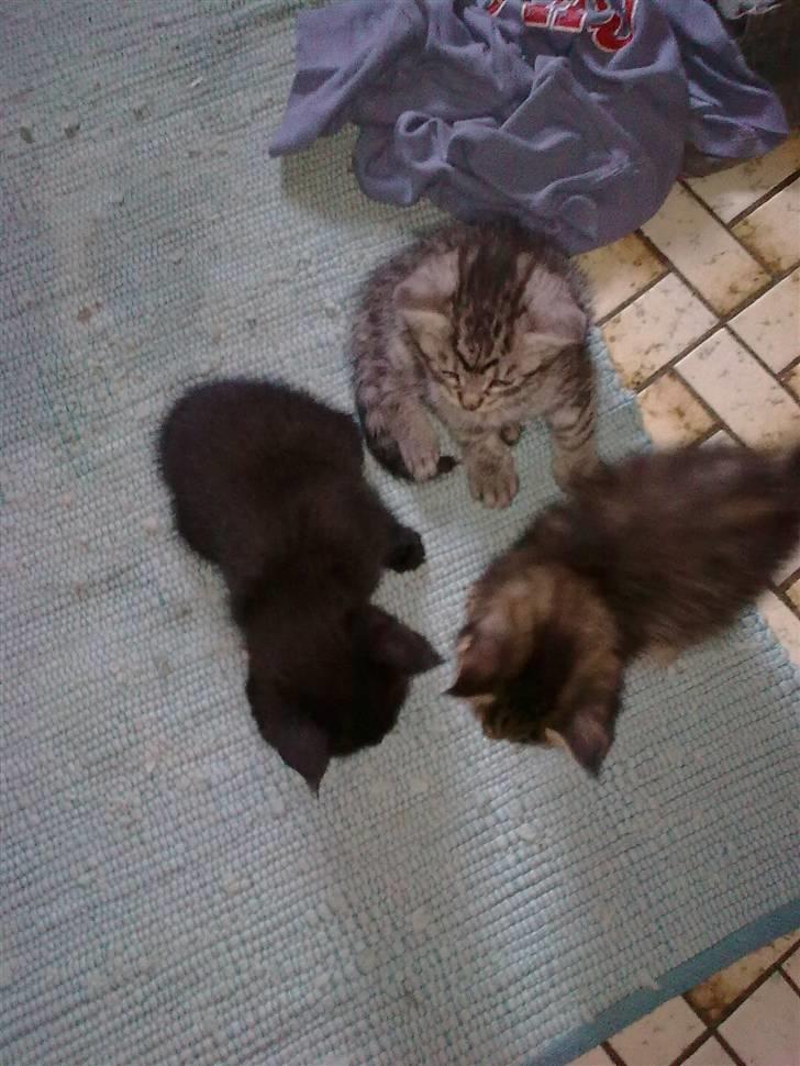 Blanding af racer malte billede 2