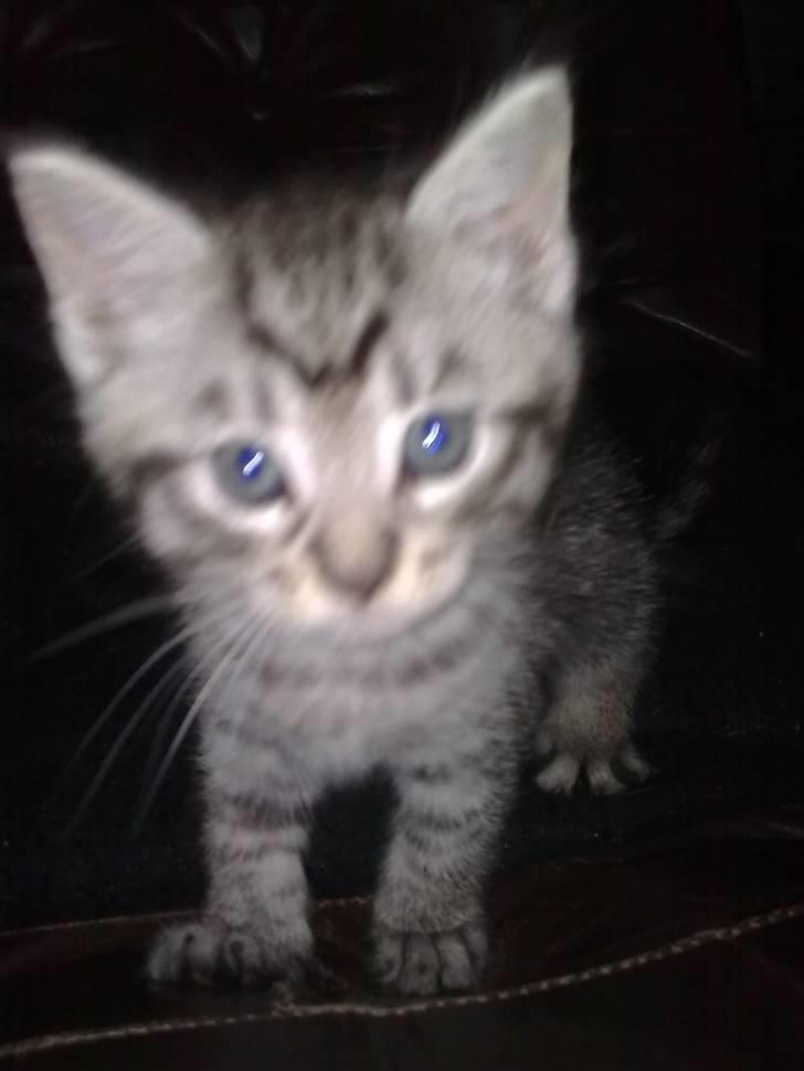 Blanding af racer malte billede 3