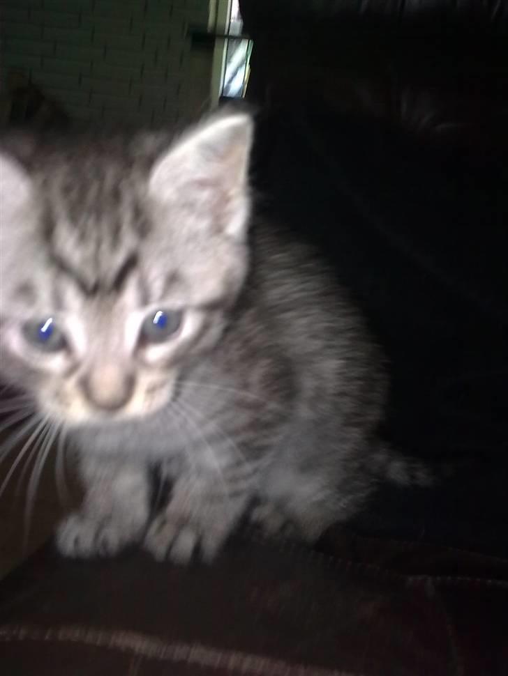 Blanding af racer malte billede 4