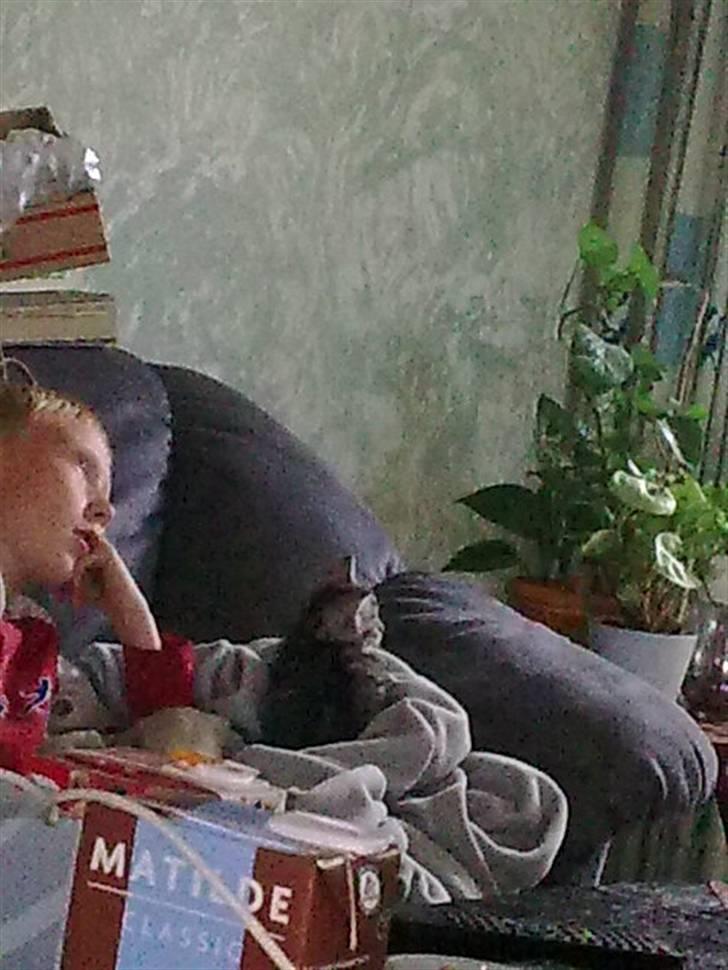 Blanding af racer malte billede 5