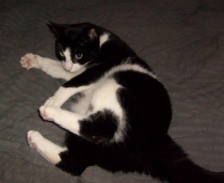 Huskat Loui - velkommen til min profil. Det er mig der er Loui! :) billede 1