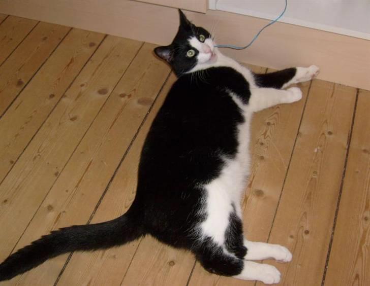 Huskat Loui - Jeg "spiser" alt, både snor, plastik og alt andet godt. Jeg må ikke, så ssch! billede 2