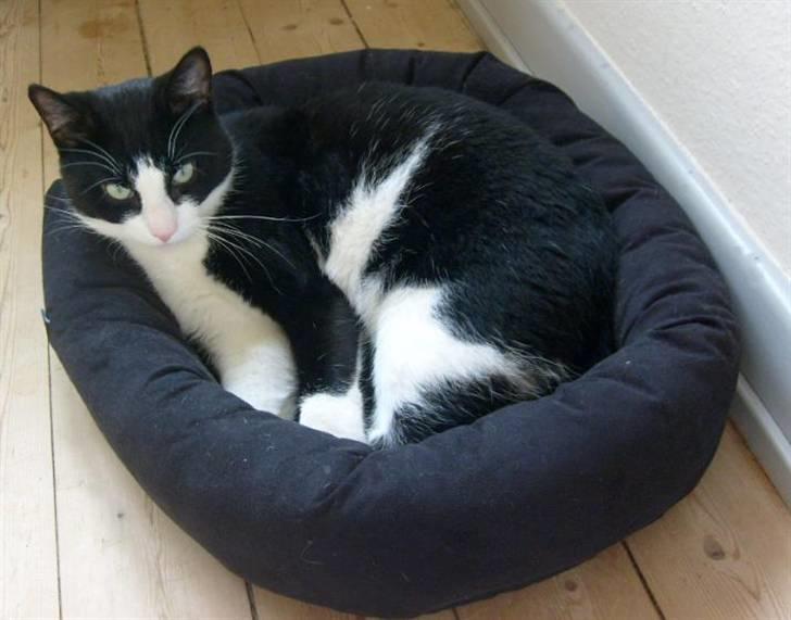 Huskat Loui - Årh min nye seng. Den er god billede 3