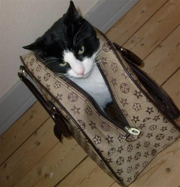 Huskat Loui - Loui (s) Vuitton . ;) billede 4