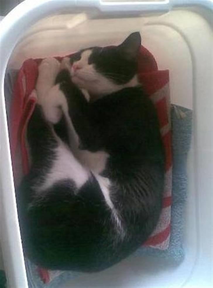 Huskat Loui - Der er ikke noget som mors vaskebajle billede 5