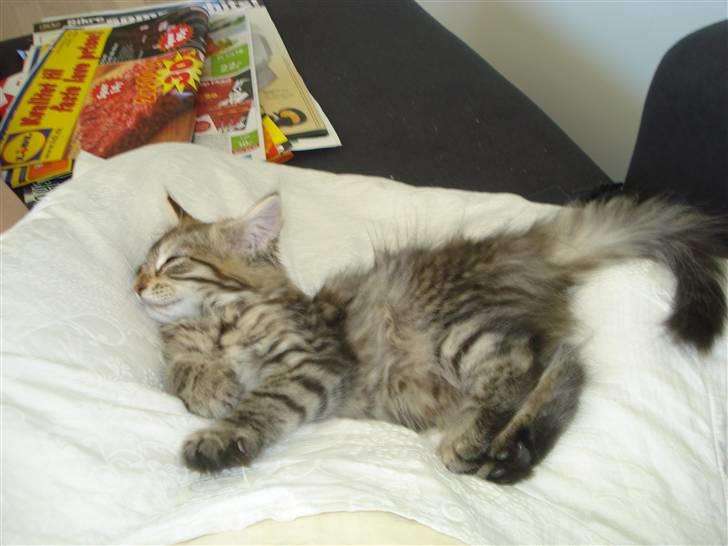 Maine Coon Molly billede 1