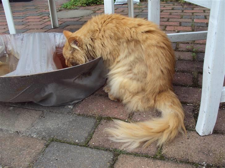 Norsk Skovkat Bandit - Billedt taget af: Kirstine/Mig. billede 11