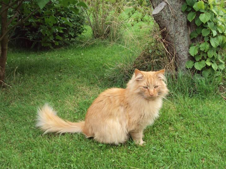 Norsk Skovkat Bandit - D. 4/8-09 Billed taget af: Kirstine/Mig. billede 12