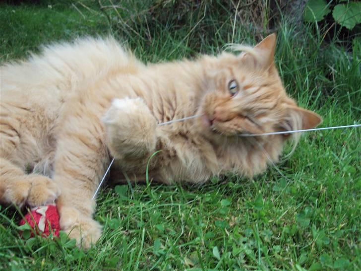 Norsk Skovkat Bandit - D. 4/8-09 Billed taget af: Kirstine/Mig. billede 13