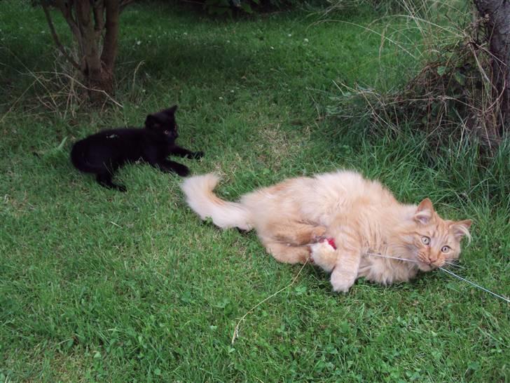 Norsk Skovkat Bandit - D. 4/8-09 Billed taget af: Kirstine/Mig eller søster! billede 14