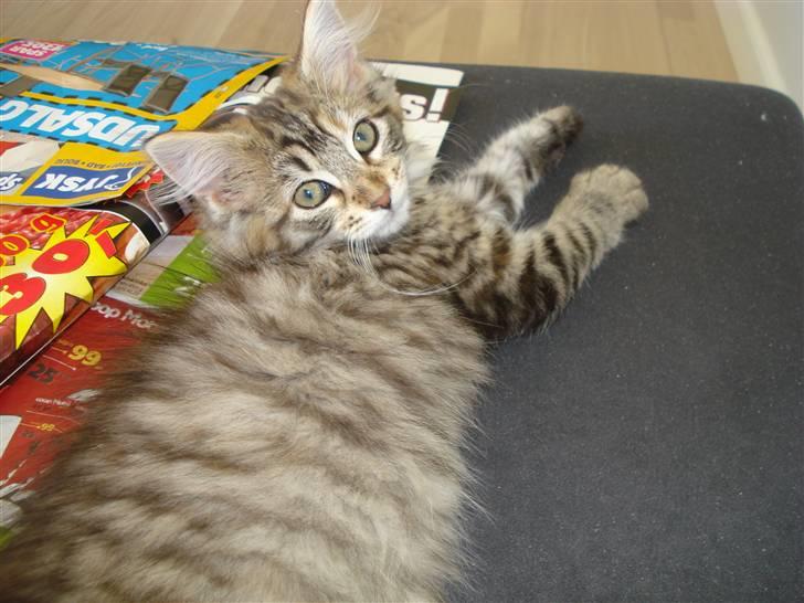 Maine Coon Molly billede 2