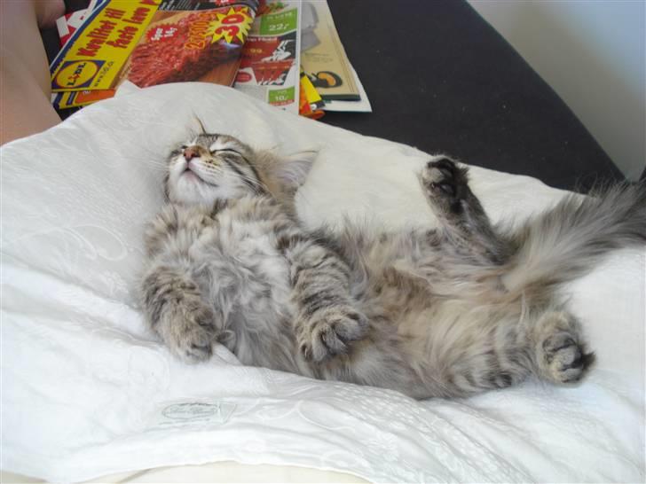 Maine Coon Molly billede 3