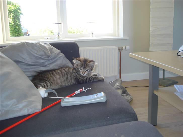 Maine Coon Molly billede 4