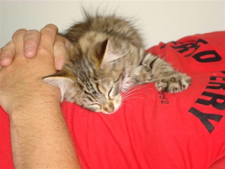 Maine Coon Molly billede 5