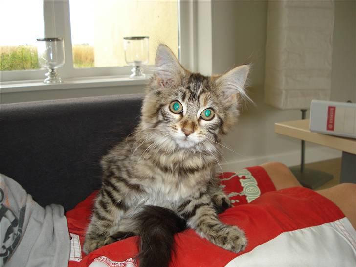 Maine Coon Molly billede 6